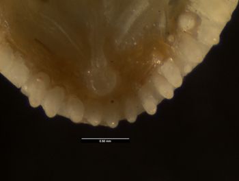 Media type: image;   Herpetology R-64693